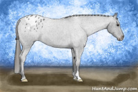 Horse Color:Blue Roan Appaloosa 