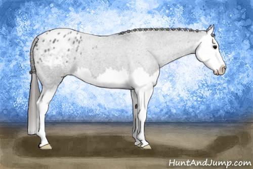 Horse Color: Brown Roan Splash Blanket 