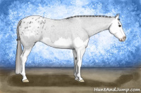 Horse Color:Brown Roan Splash Appaloosa 