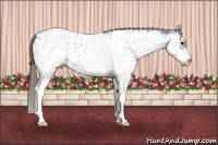 Horse Color:White Spotted Smoky Black Appaloosa 