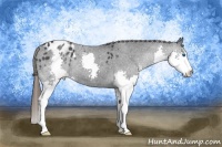 Horse Color:Black Splash Appaloosa 