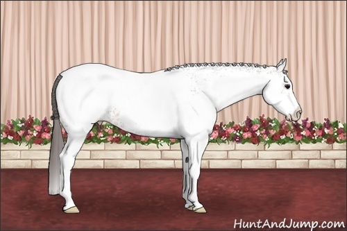 Horse Color: White Spotted Bay Snowcap 