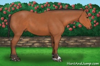 Horse Color:Bay Sabino 
