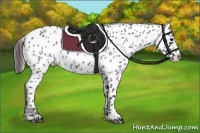 Horse Color:Blue Roan Appaloosa