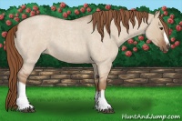 Horse Color:Red Dun Roan Splash Frame Rabicano