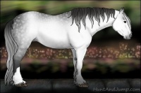 Horse Color:Gray Black 