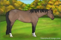 Horse Color:Bay Dun 