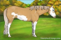 Horse Color:Palomino Roan Splash Frame 