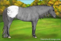 Horse Color:Black Appaloosa Rabicano 