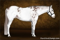 Horse Color:White Spotted Bay Appaloosa 