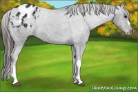 Horse Color:Black Appaloosa 