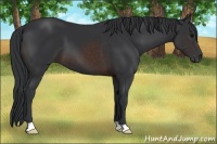 Horse Color:Brown 