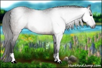 Horse Color:Gray Brown Rabicano 