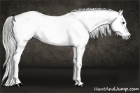 Horse Color:Gray White Spotted Bay Splash 