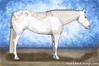Horse Color:Buckskin Roan Splash Frame Appaloosa