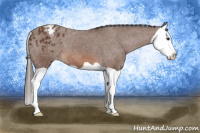 Horse Color:Bay Splash Appaloosa 