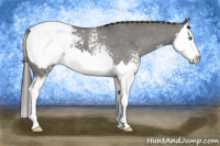 Horse Color:White Spotted Grullo Splash Snowcap 