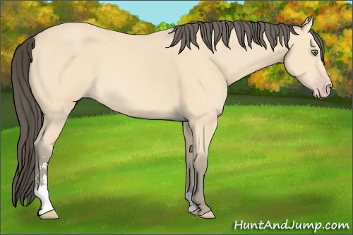 Horse Color: Amber Cream Champagne Sabino 