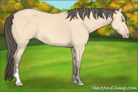 Horse Color:Amber Cream Champagne Sabino 