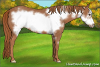 Horse Color:Liver Chestnut Frame 