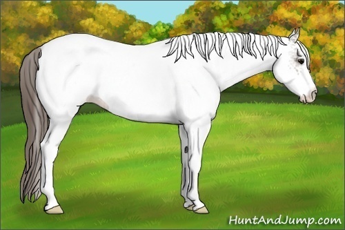 Horse Color:White Spotted Brown Appaloosa 