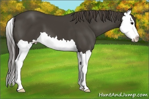 Horse Color:Smoky Black Splash 