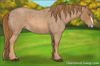 Horse Color:Red Roan Splash 