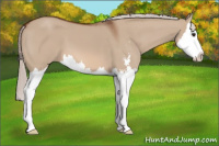 Horse Color:Silver Bay Dun Sabino Splash