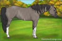 Horse Color:Grullo Rabicano 