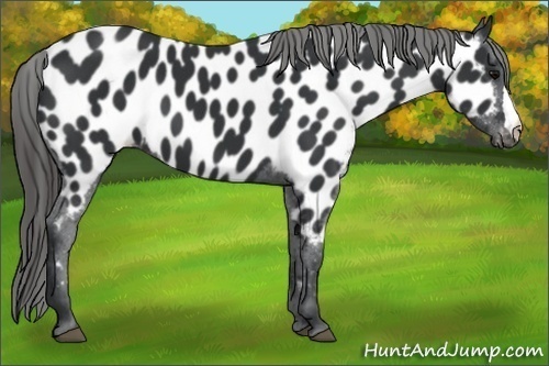 Horse Color: Black Near Leopard 
