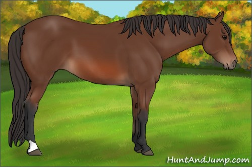 Horse Color: Unknown 