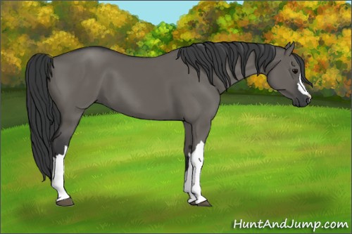 Horse Color: Grullo 