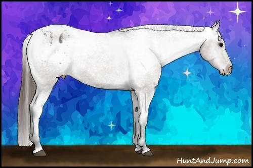 Horse Color: Brown Dun Blanket Rabicano 