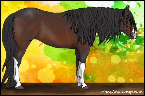 Horse Color: Bay 