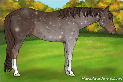 Horse Color:Liver Chestnut 