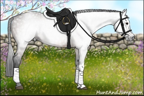 Horse Color:Gray Bay 