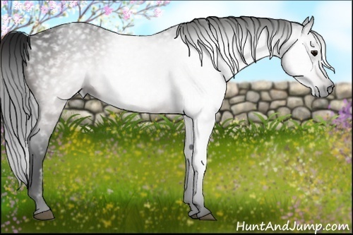 Horse Color:Gray Brown