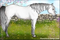 Horse Color:Gray Bay 