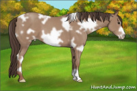 Horse Color:White Spotted Sable Champagne Frame 