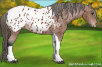 Horse Color:Bay Tobiano Appaloosa 