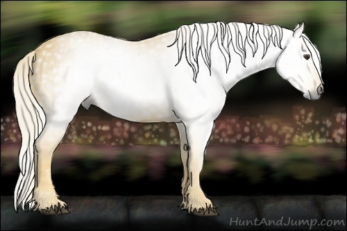 Horse Color:Gray Palomino 