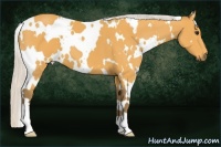 Horse Color:White Spotted Silver Buckskin 