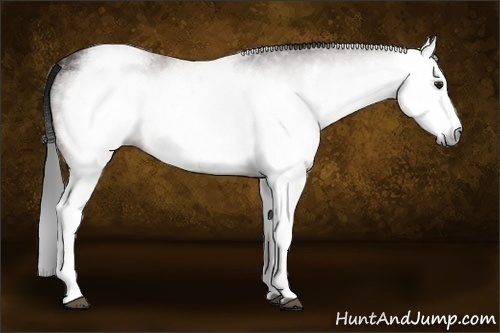 Horse Color:Gray White Spotted Brown