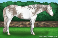 Horse Color:White Spotted Silver Grullo 