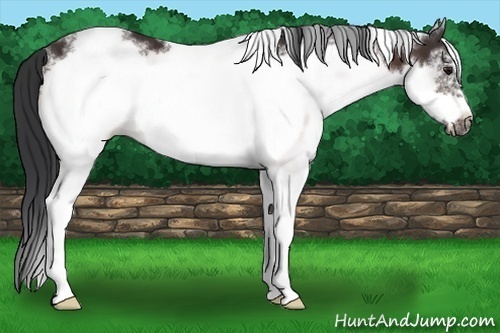 Horse Color: White Spotted Bay Frame 