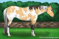 Horse Color:White Spotted Buckskin Roan 