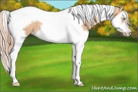 Horse Color:Gold Champagne Splash Tobiano Frame Rabicano 