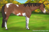 Horse Color:Unknown 