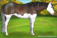 Horse Color:Bay Splash 