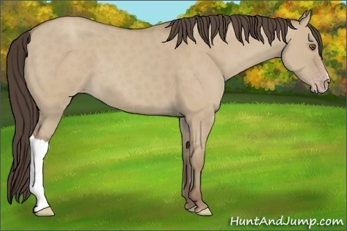 Horse Color: Classic Champagne Dun 